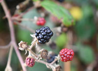 Growing Wild – Elderberries and Blackberries
