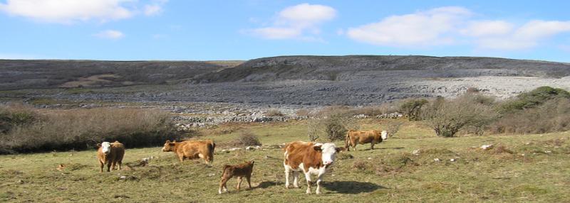 Image of cows and calves in the Burren