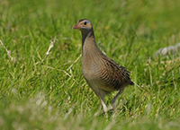 Endangered Corncrake making a welcome return