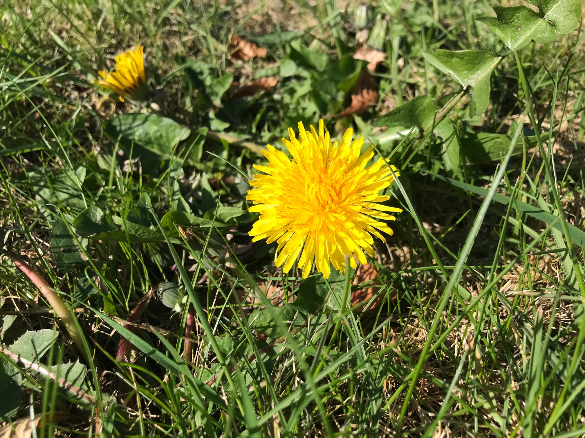Dandelions