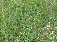 Why extensive means abundant for grassland biodiversity