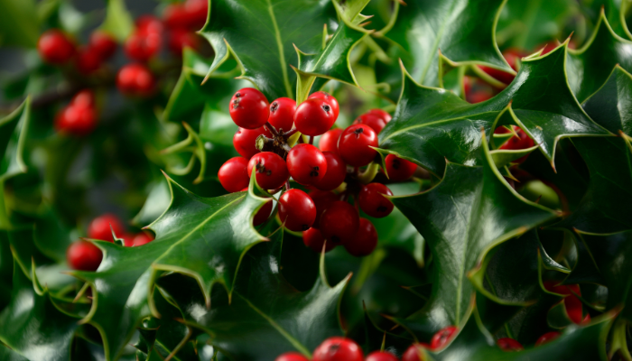 Deck the Halls with Boughs of Holly