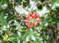 Growing Wild – Holly Berries and Scot’s Pine