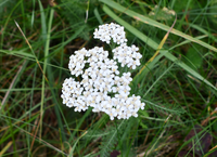 Growing Wild – Yarrow and Herb Robert