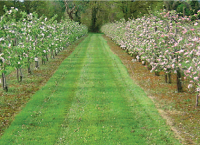 Commercial Apple Production