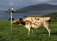 Use of digital technology in making precision management decisions on-farm