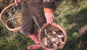 Exploring Farm Diversification: Foraging
