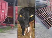 Farm safety champions and farm accident survivors