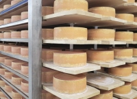 Food safety in Dairy Environments