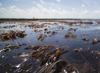 Health help from kelp