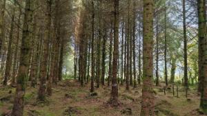 Part two: Thinning of high-yielding Sitka spruce – Results from second and subsequent thinning