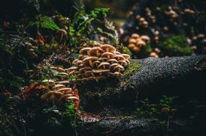 Launch of forest photography competition highlighting ‘Trees in our Lives’