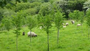 Your livestock can benefit when you plant trees
