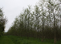 Forestry and Direct Payments – availing of positive interactions