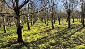 Research update: Fighting a threat to alder