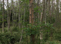 Legal requirements for felling trees with Ash Dieback