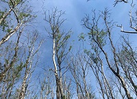 Saving our native ash