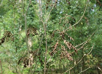 Identifying ash dieback