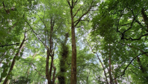 Extension to RDS Irish Forest and Woodlands awards entry deadline