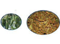 Seed Storage, Stratification and Germination of Some Popular Forestry Trees