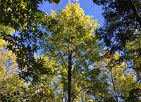Management of Young Broadleaves