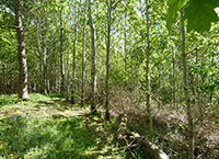 Forestry and Direct Payment Interactions 2024