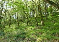 Why now is the ideal time to plant a farm forest