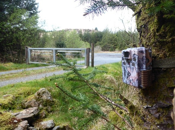 Camera at the forest gate