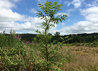 How you can help save Ireland’s native ash tree
