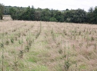 Enhanced afforestation rates required to help meet climate targets