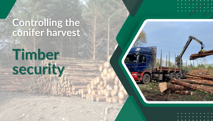 Controlling the conifer harvest: Timber security
