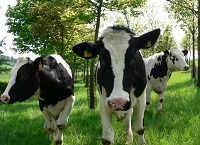 Investigating agroforestry uptake on Irish farms