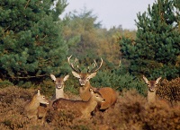 If you go down the woods today……you shouldn’t see deer every time