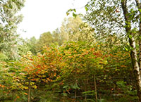 Small woodlands on dairy and drystock farms: Have your say on trees