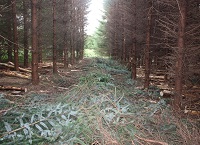 Thinning and selling my timber – a forest owner’s experience