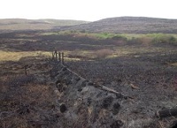 Can we assume all fires are bad? Not necessarily so..