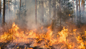 Forest Fires – Practical steps to minimise the risk