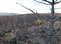Forest fires – what we can do