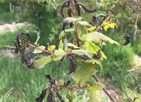 Spring frost damage to young trees and how to get grant aid