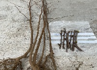 Grafting for Forestry Research
