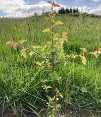 Less well known native trees – adding a powerful ecological punch in our new forests