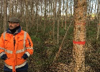 Growing quality hardwood timber from our young broadleaf woodlands
