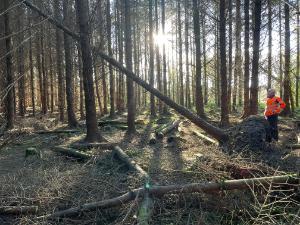 Teagasc supporting forest owners affected by storm damage