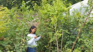 Genetic conservation of elms in Ireland