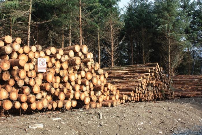 Stacks of logs
