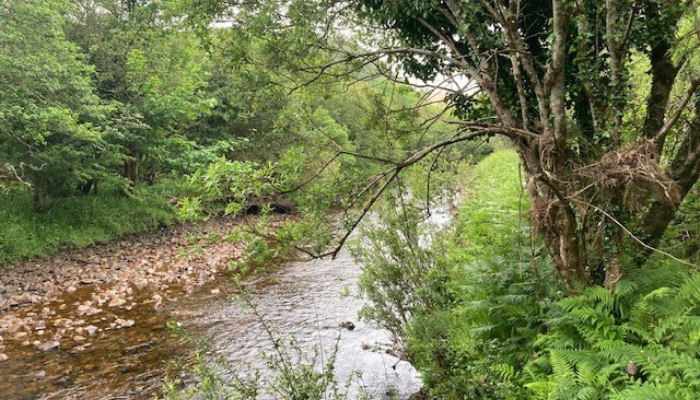 Mature broadleaf riparian woodland