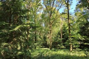 Tree diversity builds climate resilience and boosts economic return