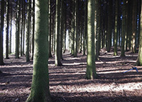 Norway spruce (Picea abies) – a very popular conifer in the midlands