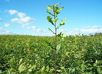 Oak – King of the Forest