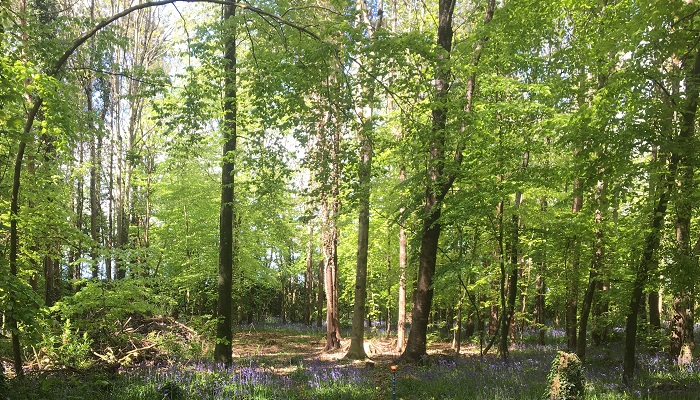 €1.3 billion announced for new Forestry Supports